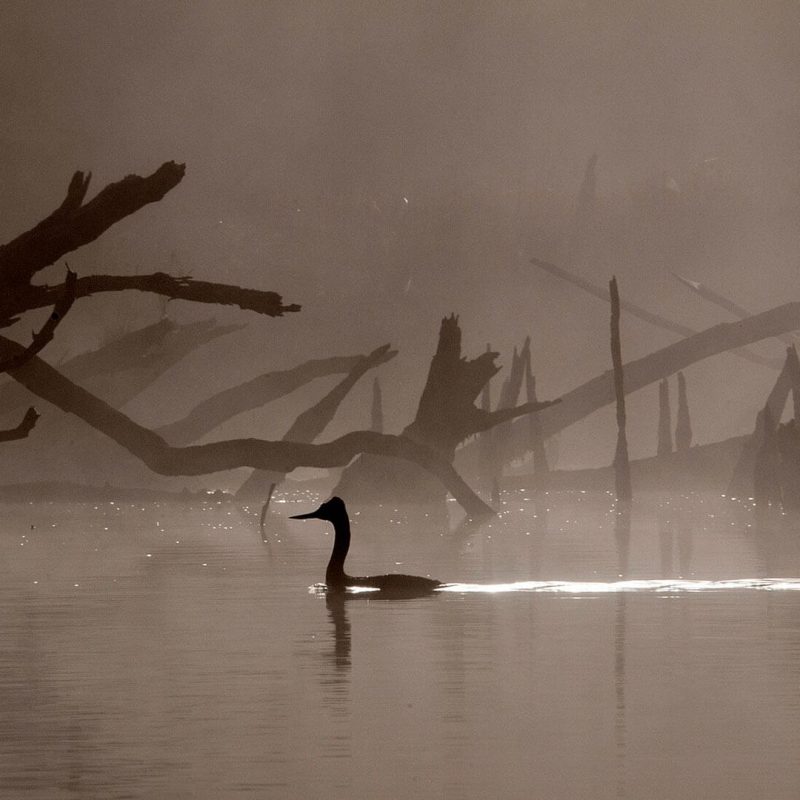 Amanecer en Chepu ©Andres Petour