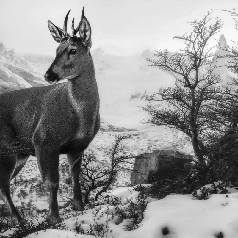 Huemul ©Francisco Woloch