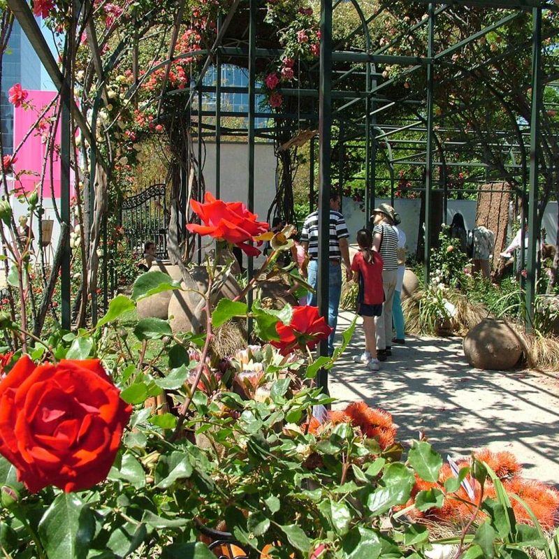 Festival de La Rosa