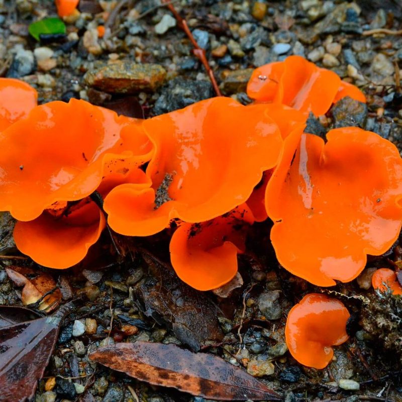 19 naranjas de chiloé